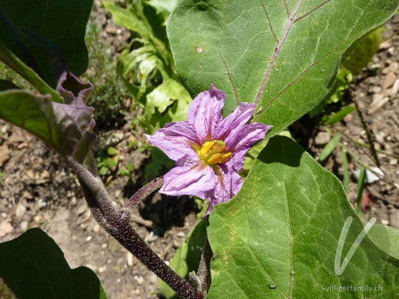 Aubergine: Übersicht